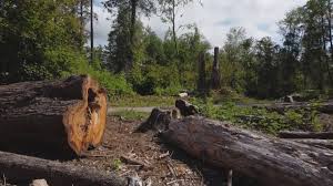 How Our Tree Care Process Works  in  Rancho San Diego, CA