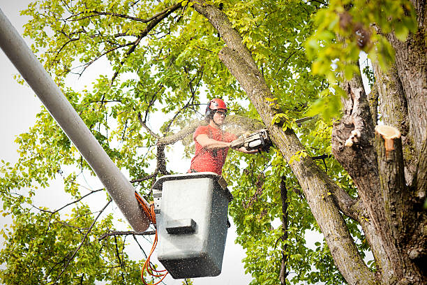 Leaf Removal in Rancho San Diego, CA